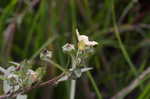 Arrowleaf sida